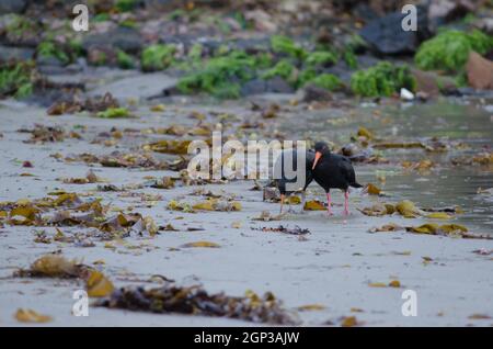 Variabile Oystercatcher Haematopus unicolor. Adulti e giovani. Oban. Stewart Island. Nuova Zelanda. Foto Stock