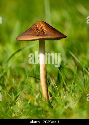 Rooting Shank funghi in un prato Foto Stock