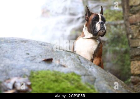 Awesome giovane pugile su un parco in autunno Foto Stock