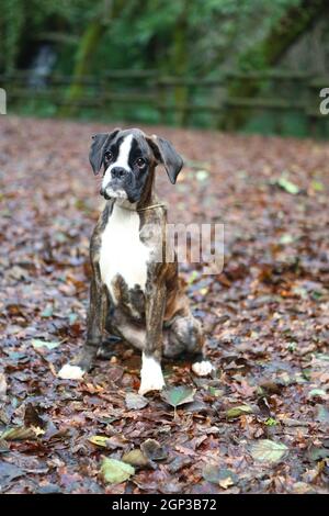 Awesome giovane pugile su un parco in autunno Foto Stock