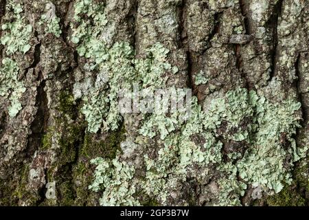 Primo piano di lichen verde che cresce su corteccia di albero da tronco di albero, Regno Unito Foto Stock