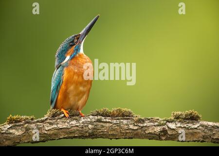 Maschio comune Martin pescatore, alcedo atthis, guardando verso l'alto e seduto su un ramoscello di muschio in primavera. Fauna selvatica in verde selvaggia con spazio copia. Foto Stock