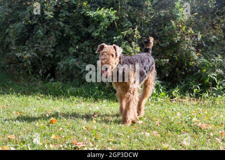 Carino airedale terrier è in piedi su un prato verde nel parco autunnale e guardando la macchina fotografica. Animali domestici. Cane purebred. Foto Stock