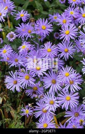 Primo piano delle margherite blu di Michaelmas che fioriscono nel mese di settembre in un giardino inglese, Inghilterra, Regno Unito Foto Stock