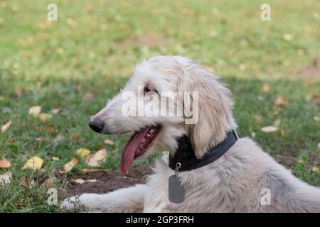 Carino cucciolo di cane afghano è adagiato su un'erba verde nel parco autunnale. Primo piano. Levriero orientale o levriero persiano. Animali domestici. Cane purebred. Foto Stock