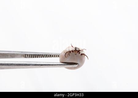 Zecca (Ixodes ricinus) riempita di sangue in pinzette isolate su sfondo bianco. Pericolo insetto può trasmettere sia batteri che patogeni virali. Foto Stock