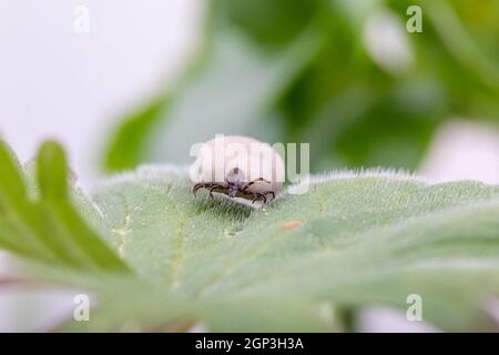 Tick (Ixodes ricinus) cammina su foglia verde. Pericolo insetto può trasmettere sia batteri e patogeni virali come gli agenti causativi della malattia di Lyme Foto Stock