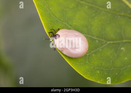 Tick (Ixodes ricinus) cammina su foglia verde. Pericolo insetto può trasmettere sia batteri e patogeni virali come gli agenti causativi della malattia di Lyme Foto Stock