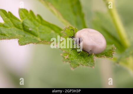 Tick (Ixodes ricinus) cammina su foglia verde. Pericolo insetto può trasmettere sia batteri e patogeni virali come gli agenti causativi della malattia di Lyme Foto Stock