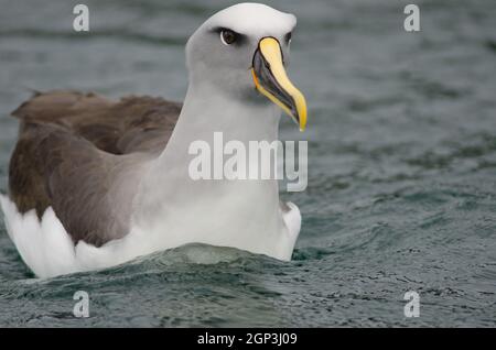 L'albatross di Buller Thalassarca Bulleri. Isola Stewart offshore. Nuova Zelanda. Foto Stock