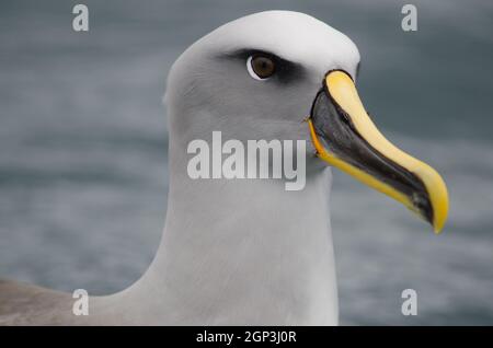 L'albatross di Buller Thalassarca Bulleri. Isola Stewart offshore. Nuova Zelanda. Foto Stock