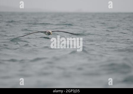 L'albatross di Buller Thalassarca Bulleri. Isola Stewart offshore. Nuova Zelanda. Foto Stock