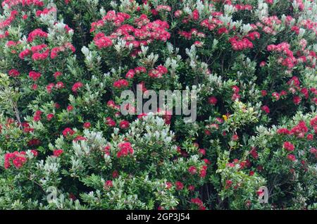 Pohutukawa Metrosideros eccelsa in fiore. Oban. Stewart Island. Nuova Zelanda. Foto Stock