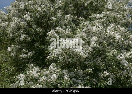Fiori bianchi estivi su un albero di Lacebark lungo sempreverde o di Ribbonwood (Hoheria sexstylosa) con un cielo blu brillante sfondo Foto Stock