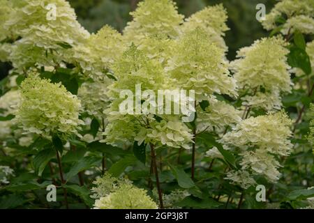 Estate fiore bianco cremoso teste su un arbusto di Hydrangea Paniculate (Hydrangea paniculata 'White Moth') che cresce in un confine erbaceo Foto Stock