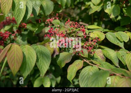 Rosso brillante di fine estate frutta matura rossa e nera su una torta nuziale o arbusto giapponese di Snowball (Viburnum plicatum F. tomentosum 'Cascade') Foto Stock