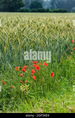 Il papavero cresce nei pressi di un campo di orzo. Papaveri sullo sfondo di un campo di orzo. Foto Stock