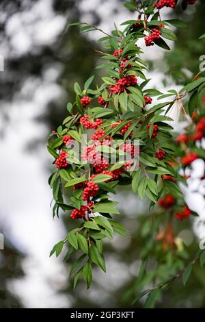 Comune di sambuco rosso, a bacca rossa di bacche di sambuco sul ramo in giardino. Rosso sambuco sui rami in giardino. Rosso sambuco sui rami vicino Foto Stock