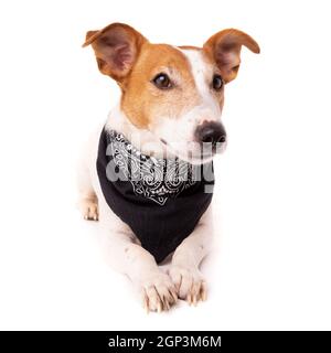 Cane jack russell terrier guarda su sfondo bianco Foto Stock