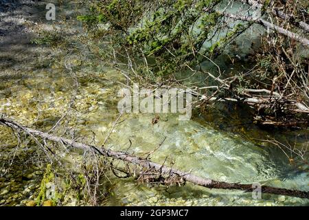 Grovigli di rami e ramoscelli in un angolo del fiume Rienza prima di fluire nel lago di Dobbiaco Foto Stock