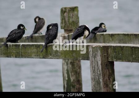 Piccoli cormorani pied Microcarbo melanoleucos brevirostris. Penisola di Otago. Otago. Isola Sud. Nuova Zelanda. Foto Stock