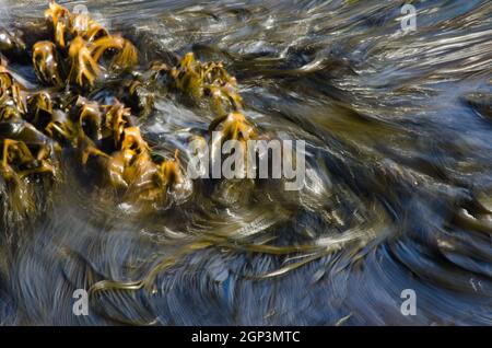 Cochayuyo Durvillaea antartide in acque grezze. Riserva naturale di Taiaroa Head. Penisola di Otago. Otago. Isola Sud. Nuova Zelanda. Foto Stock