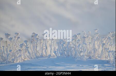 Rami ricoperti di ghiaccio nella neve a temperature estremamente basse Foto Stock