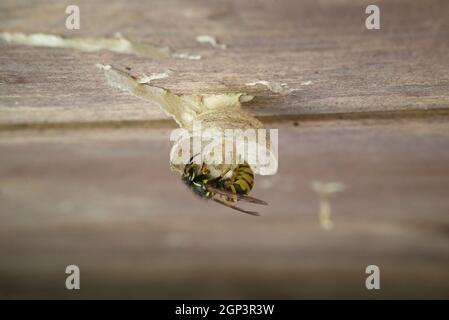 Queen wasp prime fasi di costruzione di un nido in giardino capannone Regno Unito. Nido di costruzione della regina vespa, con le uova. Nido WASP. Uova WASP. Vespula vulgaris, vespa comune Foto Stock