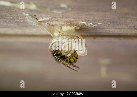 Queen wasp prime fasi di costruzione di un nido in giardino capannone Regno Unito. Nido di costruzione della regina vespa, con le uova. Nido WASP. Uova WASP. Vespula vulgaris, vespa comune Foto Stock