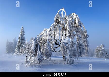 Schneebedeckte Bäume auf dem Kahlen Asten im Rothaargebirge vor blauem Winterhimmel und leichtem Nebel. Der Baum im Vordergrund ist eine Birke in der Foto Stock