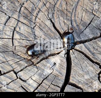 Un scarabeo rinoceronte su un taglio di un ceppo di albero. Una coppia di rinoceronte coleotteri. Foto Stock