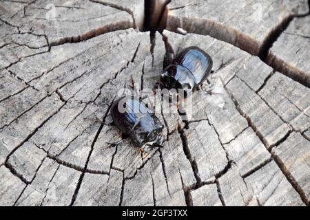 Un scarabeo rinoceronte su un taglio di un ceppo di albero. Una coppia di rinoceronte coleotteri. Foto Stock