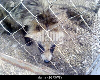 Un Nyctereutes procyonoides. Racoon cani in cattività Foto Stock