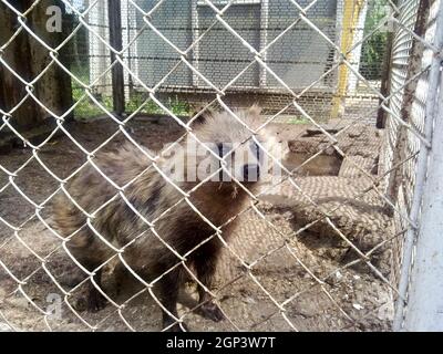 Un Nyctereutes procyonoides. Racoon cani in cattività Foto Stock