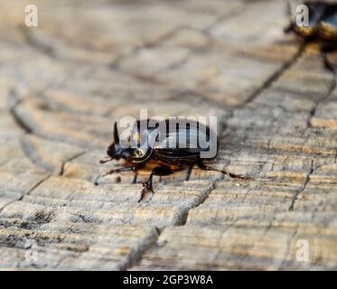 Un scarabeo rinoceronte su un taglio di un ceppo di albero. Una coppia di rinoceronte coleotteri. Foto Stock