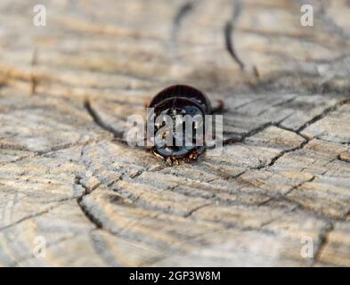 Un scarabeo rinoceronte su un taglio di un ceppo di albero. Una coppia di rinoceronte coleotteri. Foto Stock