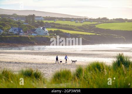 Due cani da passeggio sulla spiaggia al Parrog, Newport, Pembrokeshire, West Wales Foto Stock