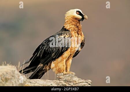 Un avvoltoio in pericolo (Gypaetus barbatus) arroccato su una roccia, in Sudafrica Foto Stock