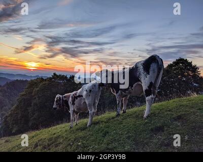 tramonto sulla collina di schnebelhorn. mucche al pascolo, terreno agricolo in svizzera vicino a zurigo. bella vista. foto degli animali Foto Stock