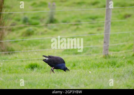 Swamphen australasiano Porphyrio melanotus alimentazione. Penisola di Otago. Otago. Isola Sud. Nuova Zelanda. Foto Stock