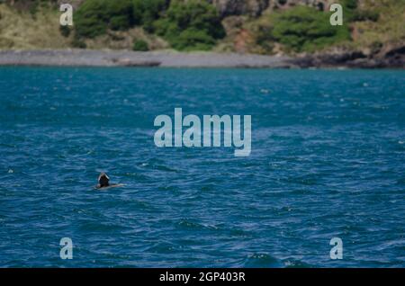 Shag pungatus di Phalacrocorax a macchie. Giovani in volo. Riserva naturale di Taiaroa Head. Penisola di Otago. Otago. Isola Sud. Nuova Zelanda. Foto Stock