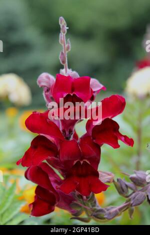 Antirrhinum è un genere di piante comunemente noto come fiori di drago o snapdragons a causa della fantasia dei fiori 'somiglianza alla faccia di un drago t Foto Stock