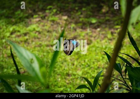Il Peleides Blue Morpho, noto come Morpho comune o l'imperatore (Morpeo peleides) è appollaiato sullo schermo che protegge il Giardino Foto Stock