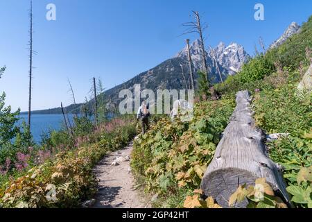 Wyoming, USA - 9 agosto 2021: Escursionista maschile cammina lungo il sentiero intorno al lago Jenny nel Parco Nazionale di Grand Teton in una giornata soleggiata e limpida Foto Stock