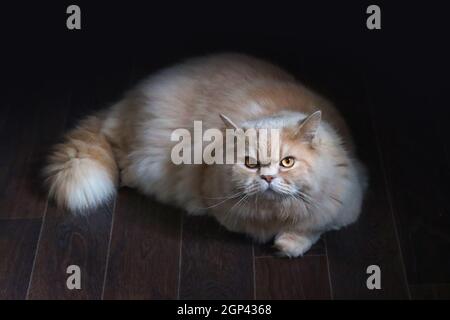 Un adulto gatto britannico Longhair, sdraiato sul pavimento. Foto Stock