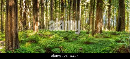 Sequoie giganti nei parchi nazionali e statali di Redwood, Avenue of the Giants, California Foto Stock