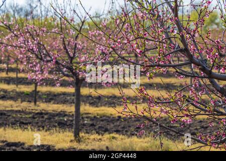 Frutteto di pesca in fiore vicino a Valtice, Morava meridionale, Repubblica Ceca Foto Stock