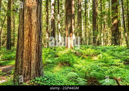 Sequoie giganti nei parchi nazionali e statali di Redwood, Avenue of the Giants, California Foto Stock