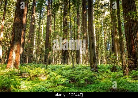 Sequoie giganti nei parchi nazionali e statali di Redwood, Avenue of the Giants, California Foto Stock