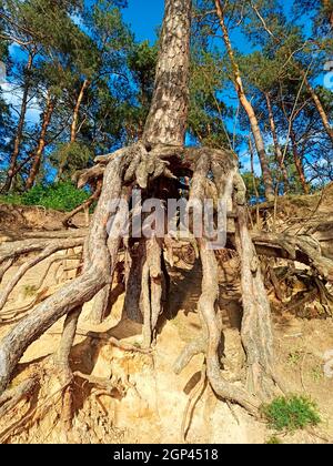 Pino con radici enormi nella foresta. Radice di pino che cresce sopra la terra. Albero di pino con grandi radici Foto Stock